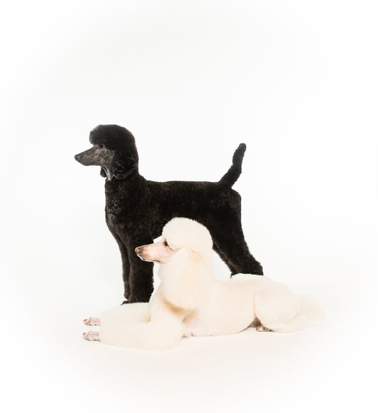 Black_Poodle_White_Poodle